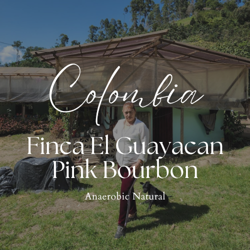 Colombia Huila Finca El Guayacan Miriam Quesada Pink Bourbon Anaerobic Natural