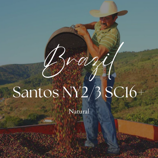 Brazil Santos NY2/3 SC16+ Natural