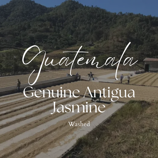 Guatemala Genuine Antigua Jasmine Washed