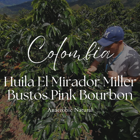 Colombia Huila El Mirador Miller Bustos Pink Bourbon Anaerobic Natural